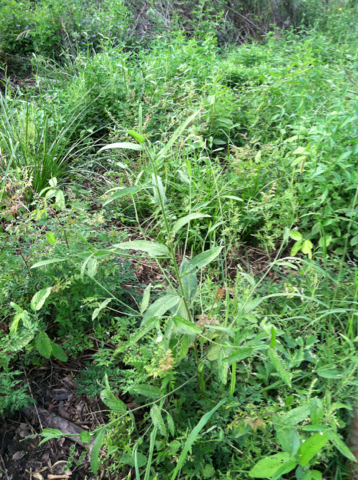 Caperonia palustris (Sacatrapo) — photo