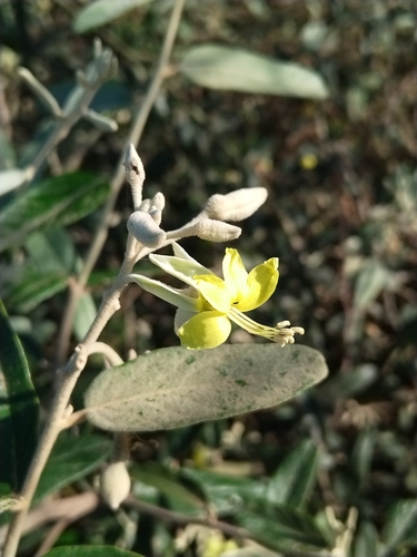 Capparicordis tweediana (Guiatua) — photo