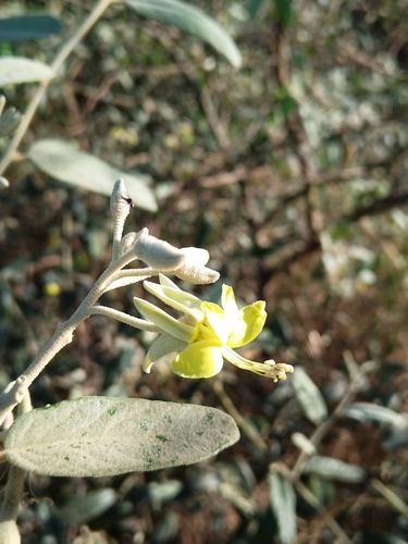 Capparicordis tweediana (Guiatua) — photo