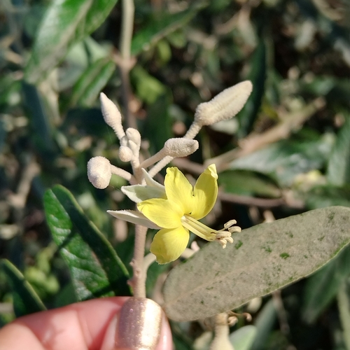 Capparicordis tweediana