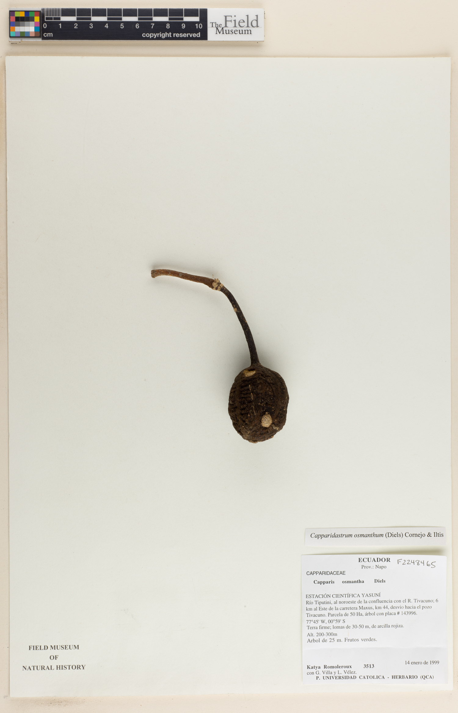 Capparidastrum osmanthum — photo