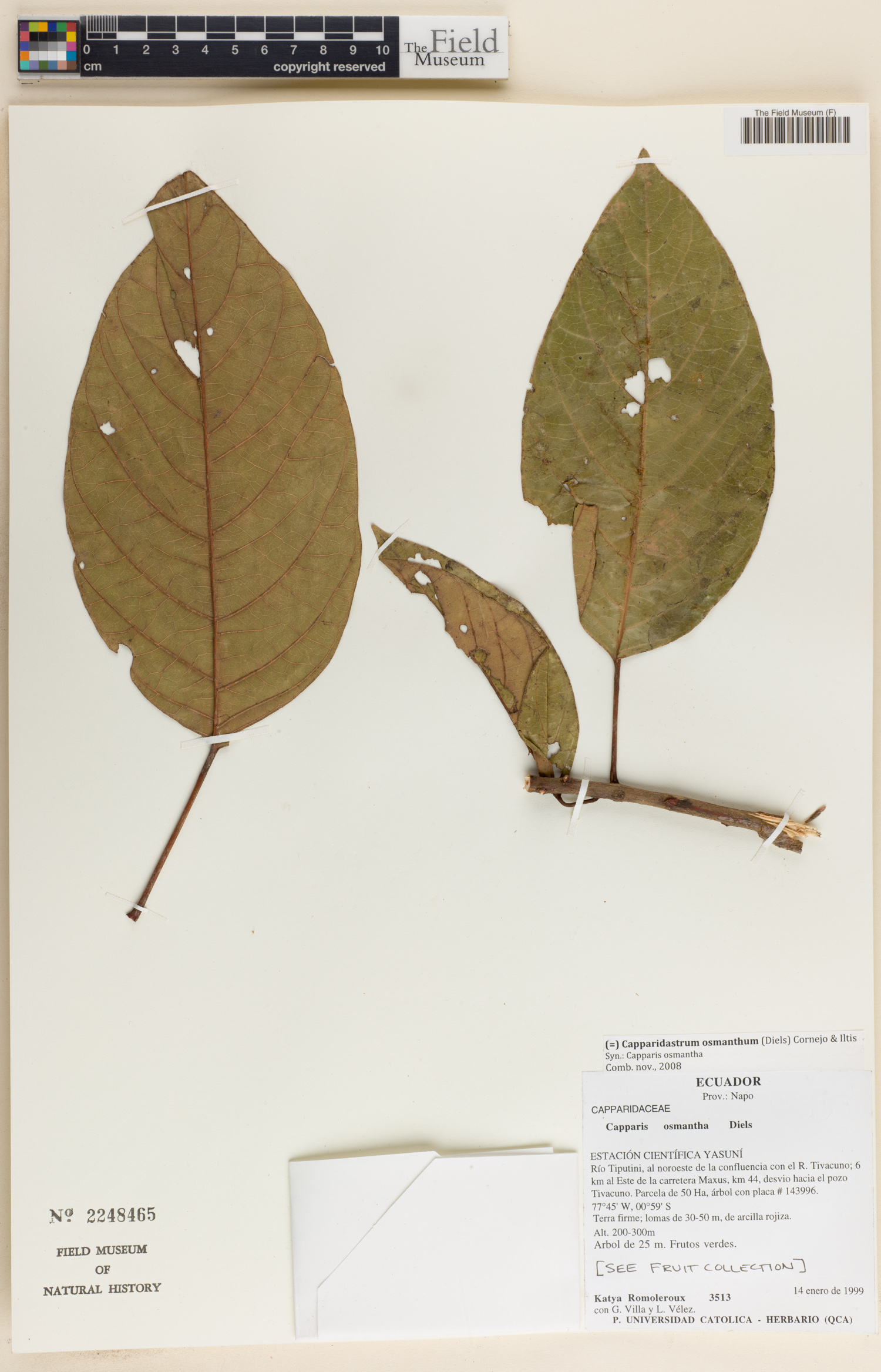 Capparidastrum osmanthum