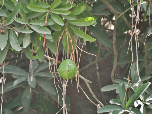 Capparidastrum petiolare — photo