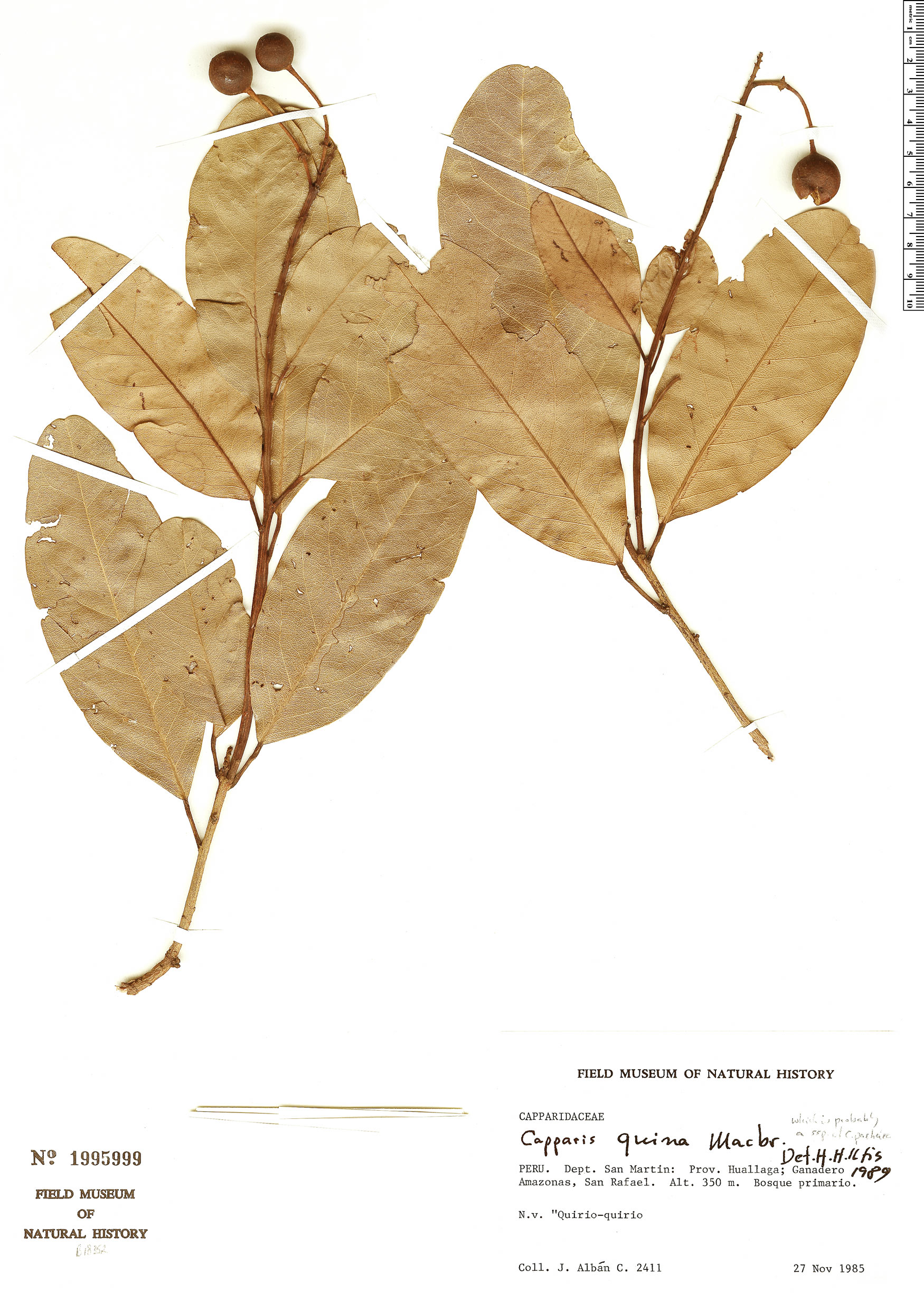 Capparidastrum quinum (Quina false caper) — photo