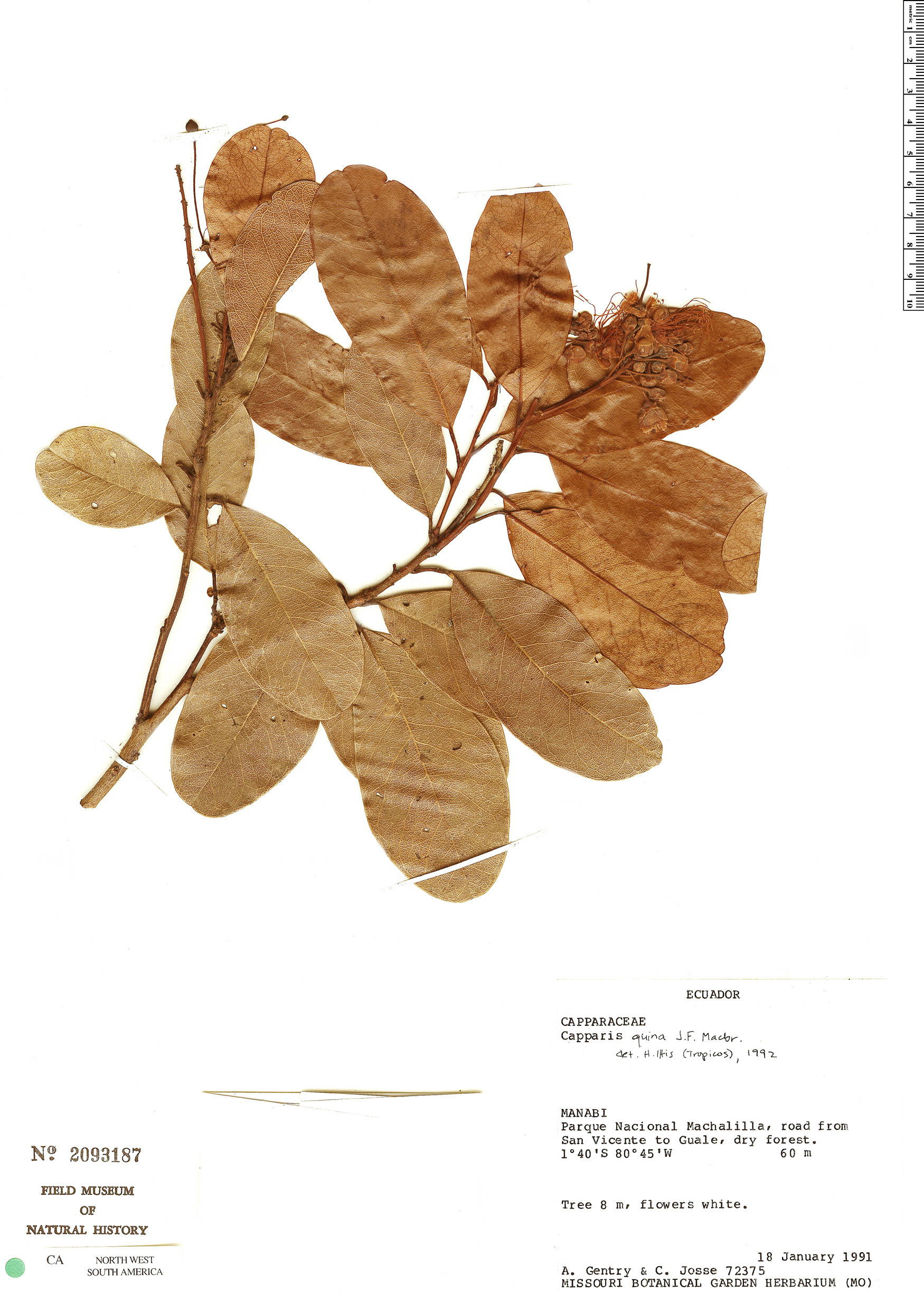 Capparidastrum quinum