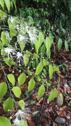 Capparis acutifolia subsp. sabiifolia — photo
