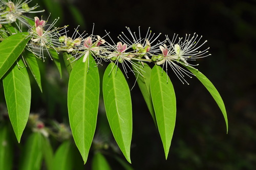 Capparis acutifolia subsp. sabiifolia — photo