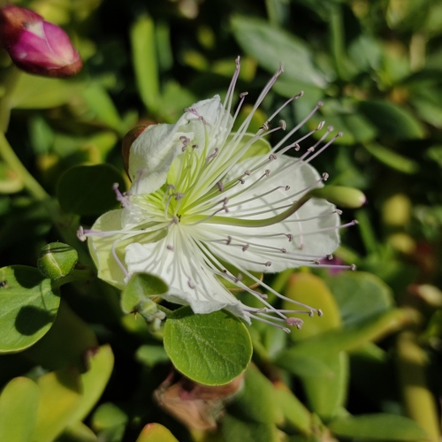 Capparis aegyptia