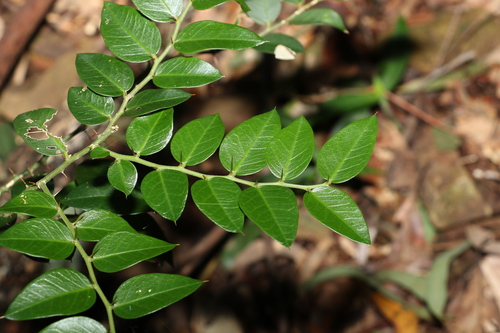Capparis arborea (Bush caper berry) — photo