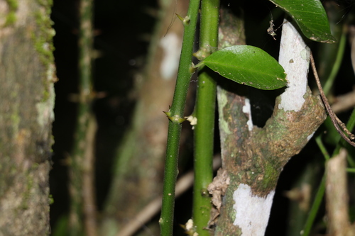 Capparis arborea (Bush caper berry) — photo