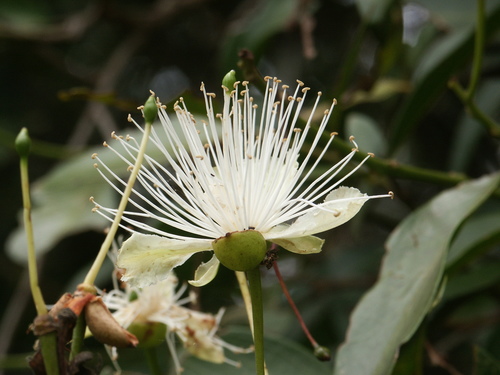 Capparis arborea