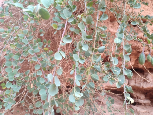 Capparis atlantica (Kabar) — photo