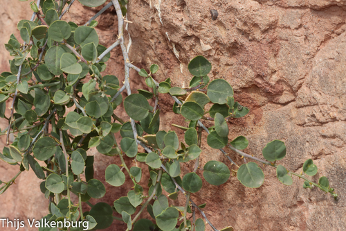 Capparis atlantica (Kabar) — photo