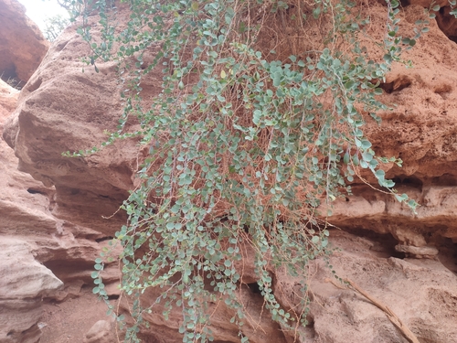 Capparis atlantica