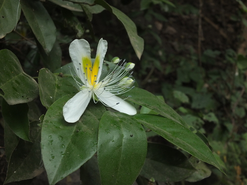 Capparis brevispina (Aadhandai) — photo