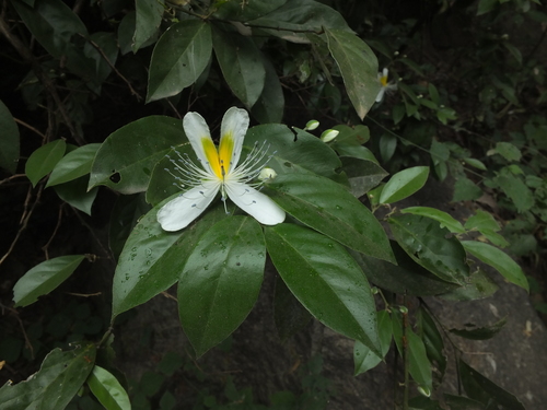 Capparis brevispina (Aadhandai) — photo