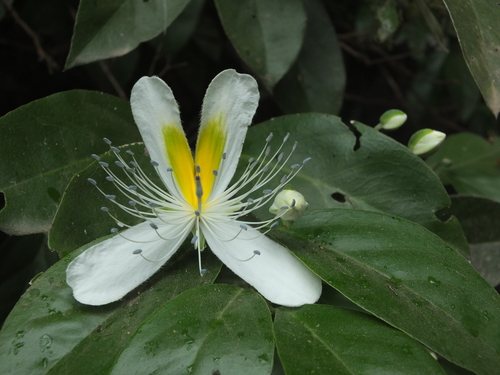 Capparis brevispina