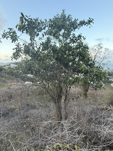 Capparis canescens (Wild orange) — photo