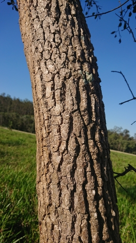 Capparis canescens (Wild orange) — photo