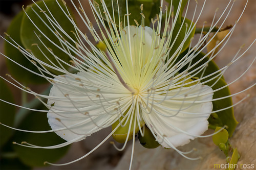 Capparis cartilaginea — photo