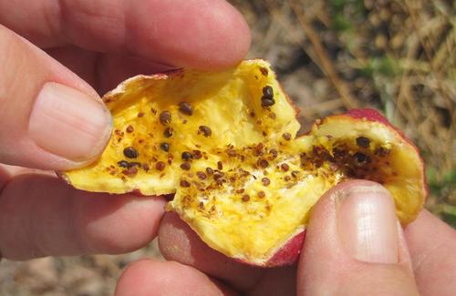 Capparis cartilaginea — photo