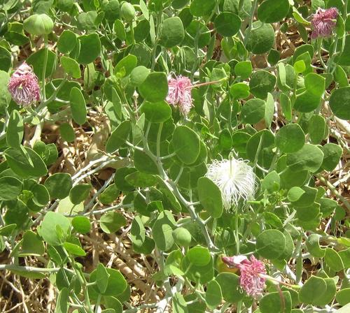 Capparis cartilaginea