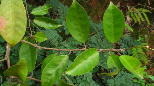 Capparis cleghornii (Cleghorn caper) — photo