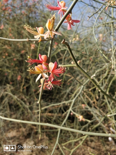 Capparis decidua (Timbuctoo caperbush) — photo