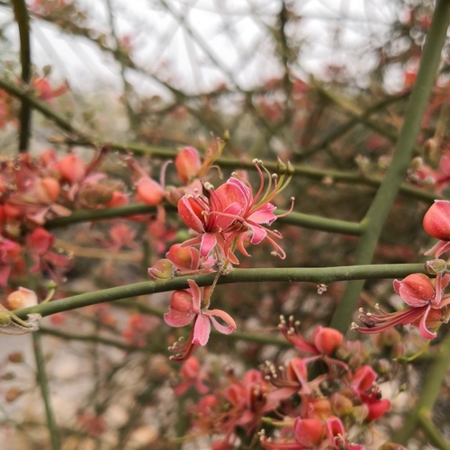 Capparis decidua (Timbuctoo caperbush) — photo