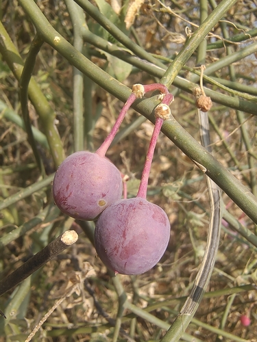 Capparis decidua