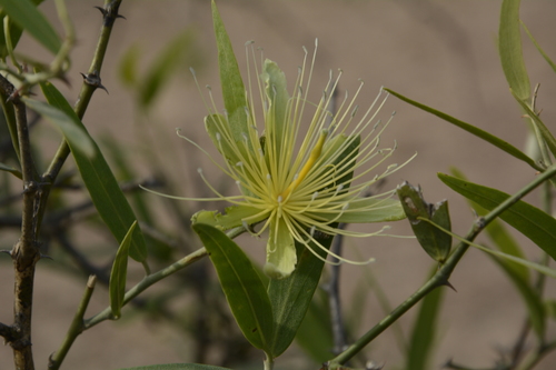 Capparis divaricata — photo