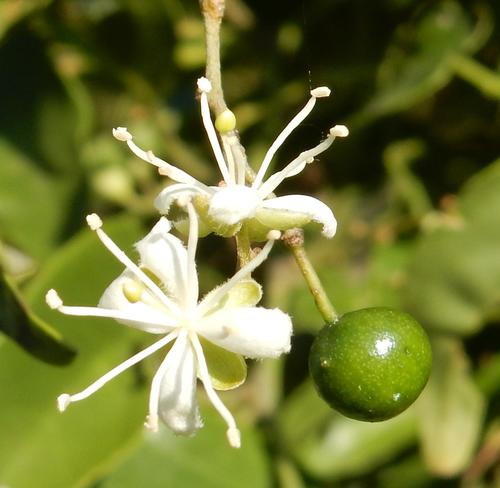 Capparis fascicularis (Zigzag caper-bush) — photo