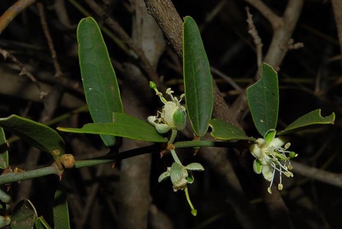Capparis fascicularis (Zigzag caper-bush) — photo