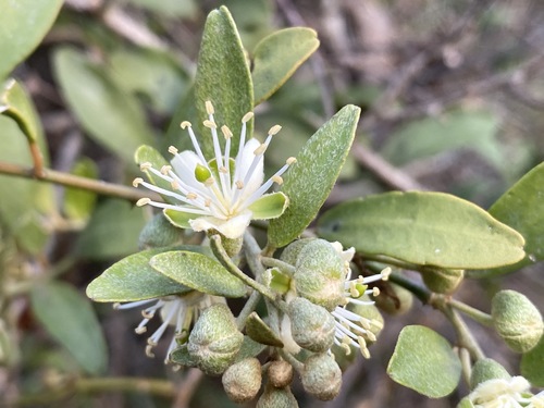 Capparis fascicularis