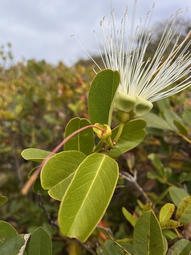 Capparis flexuosa (Bay-leaved caper) — photo