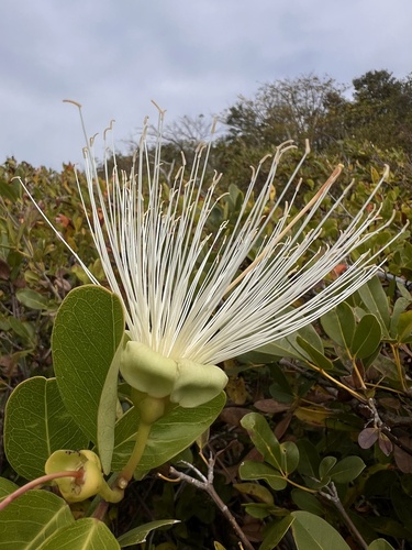 Capparis flexuosa (Bay-leaved caper) — photo