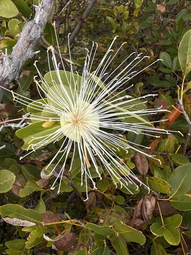 Capparis flexuosa
