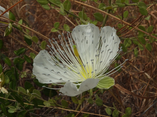 Capparis grandiflora — photo