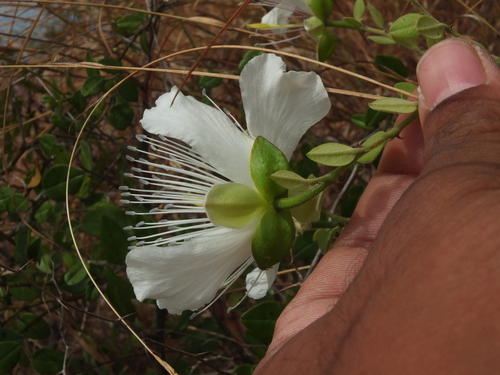 Capparis grandiflora — photo