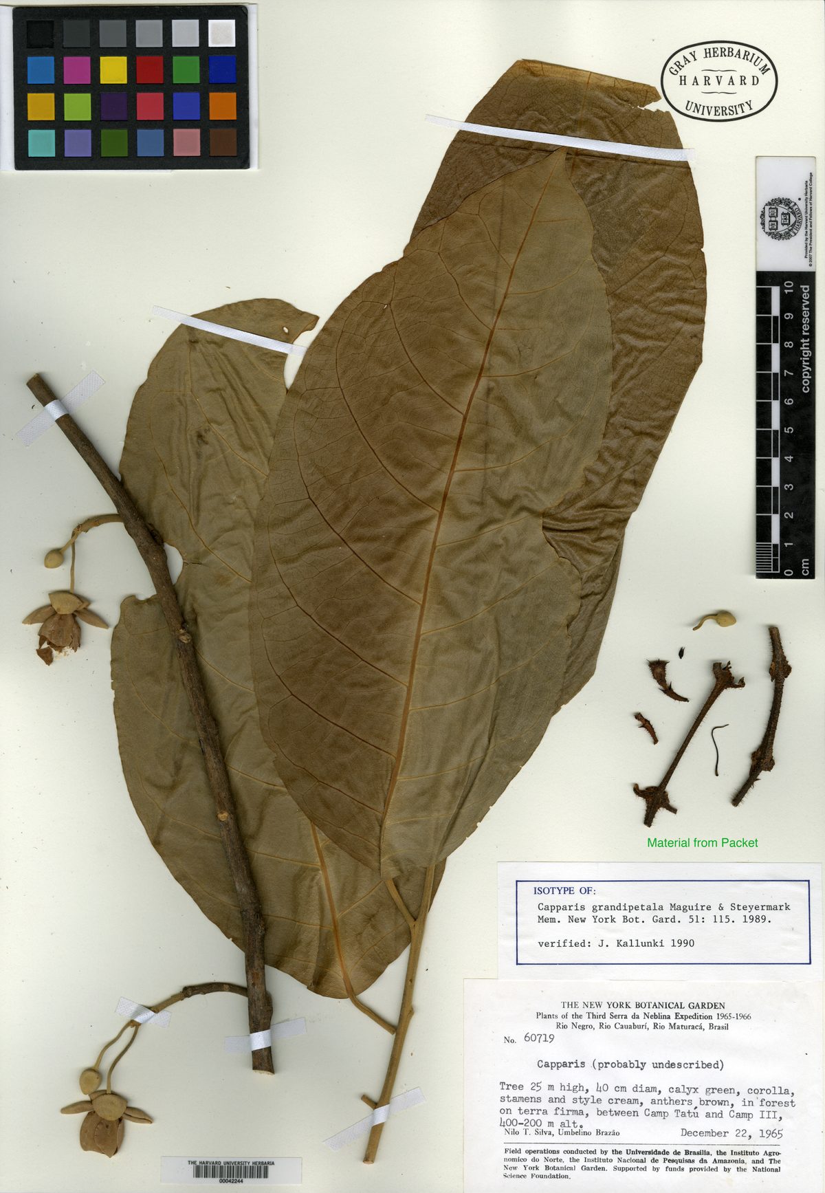 Capparis grandipetala