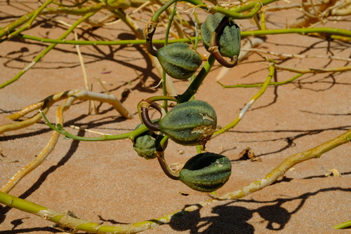 Capparis hereroensis — photo