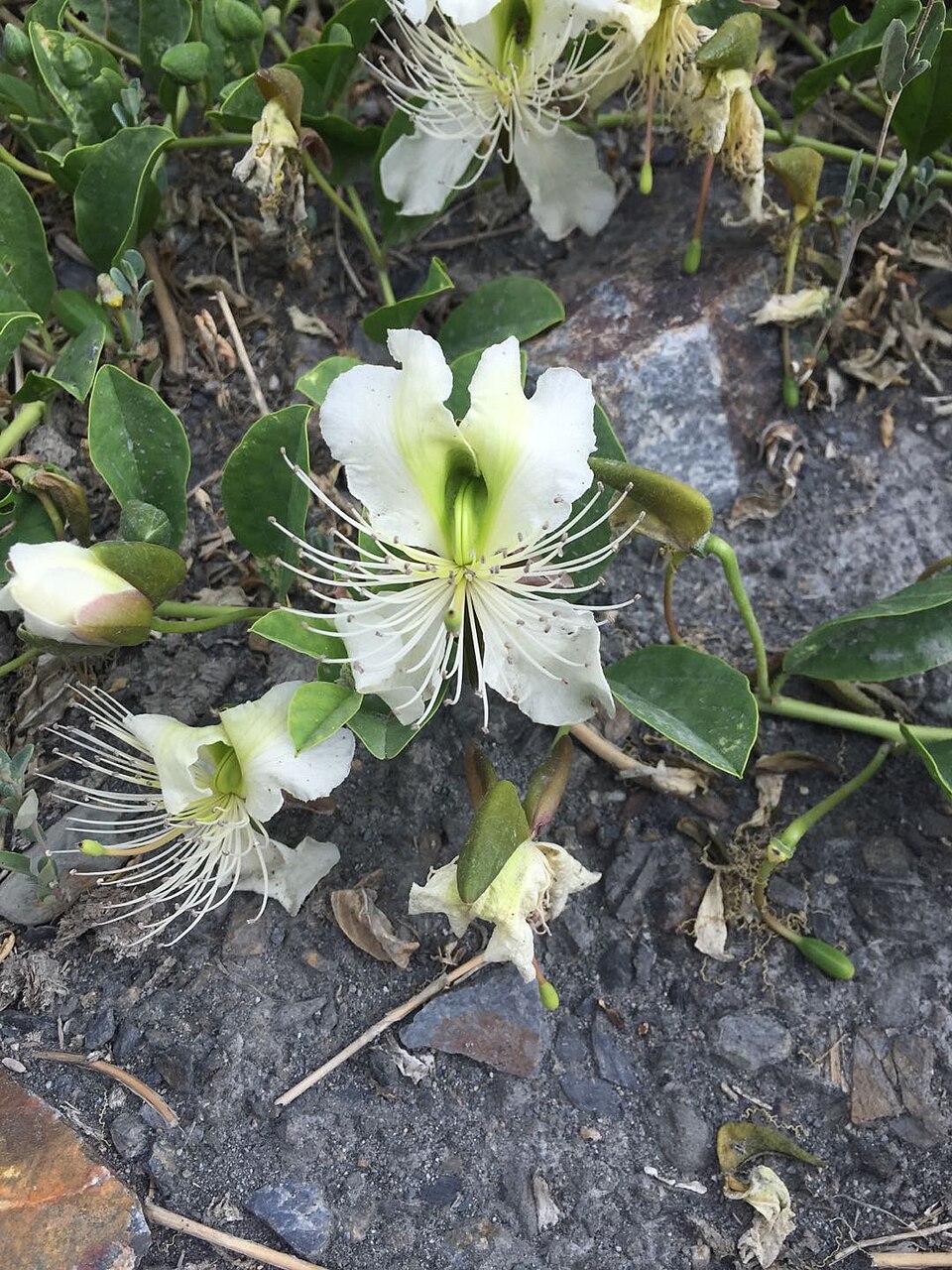 Capparis himalayensis
