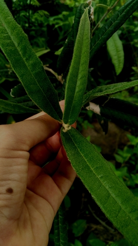 Capparis jacobinae (Inco) — photo