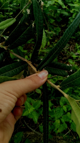 Capparis jacobinae (Inco) — photo