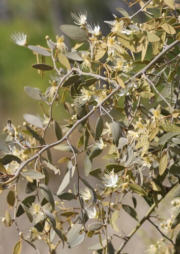 Capparis lasiantha (Bush Caper) — photo