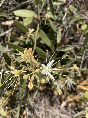 Capparis lasiantha (Bush Caper) — photo