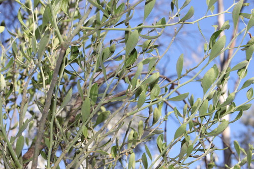 Capparis loranthifolia (Narrow-leaf Bumble tree) — photo