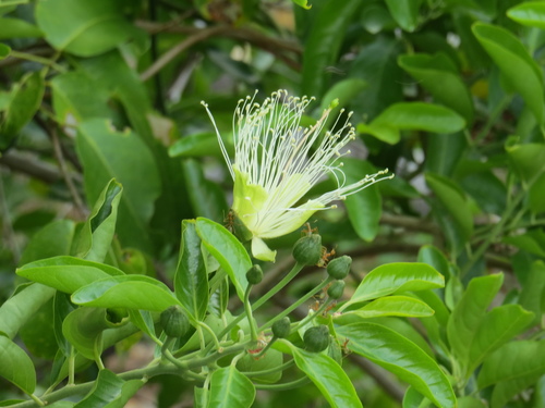 Capparis lucida