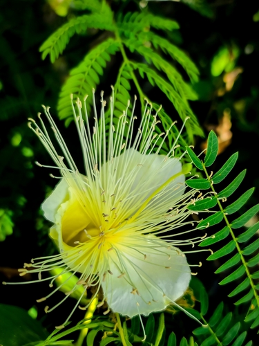 Capparis mariana (Mariana caper) — photo