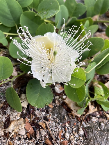 Capparis mariana